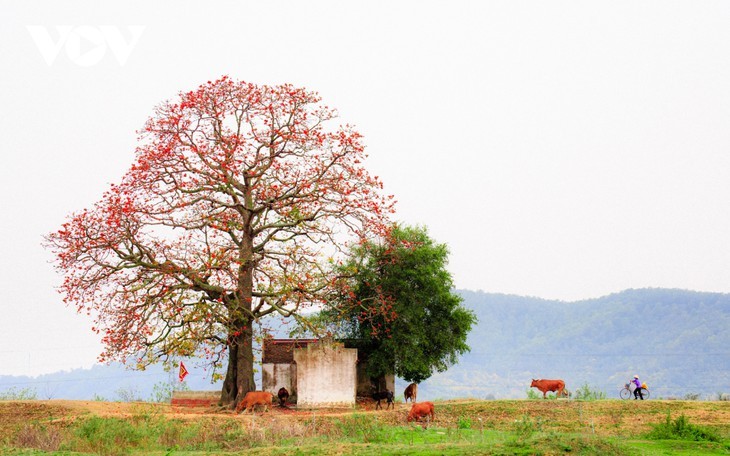 ເດືອນມີນາແມ່ນຍາມດອກງິ້ວບານສະພັ່ງເອ້ຄວາມງາມຢູ່ແຄມແມ່ນ້ຳເທືອງ - ảnh 1