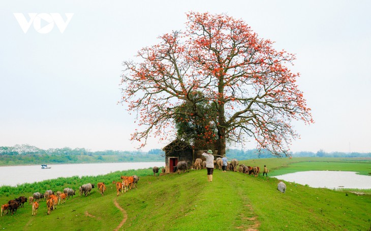 ເດືອນມີນາແມ່ນຍາມດອກງິ້ວບານສະພັ່ງເອ້ຄວາມງາມຢູ່ແຄມແມ່ນ້ຳເທືອງ - ảnh 4