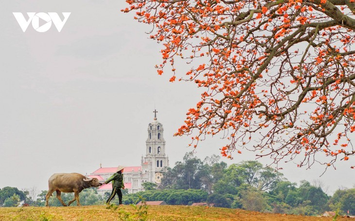 ເດືອນມີນາແມ່ນຍາມດອກງິ້ວບານສະພັ່ງເອ້ຄວາມງາມຢູ່ແຄມແມ່ນ້ຳເທືອງ - ảnh 5