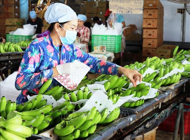 ສ້າງ​ເງື່ອນ​ໄຂ​ສະ​ດວ​ກ​ເພື່ອ​ສົ່ງ​ອອກ​ໝາກ​ໄມ້​ສົດ​ ແລະ ບັນ​ດາ​ຜະ​ລິດ​ຕະ​ພັນ​ປຸງ​ແຕ່ງ​ຈາກ​ໝາກ​ໄມ້ ຂອງ ຫວຽດ​ນາມ ໄປ​ຍັງ ສ.ເກົາຫຼີ - ảnh 1