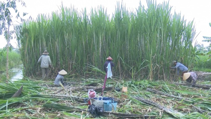 ລະດູການເກັບກູ້ອ້ອຍຢູ່ແຂວງ ເຫົ້າຢາງ ໄດ້ຮັບຜົນດີໃນປີ 2021 - ảnh 1