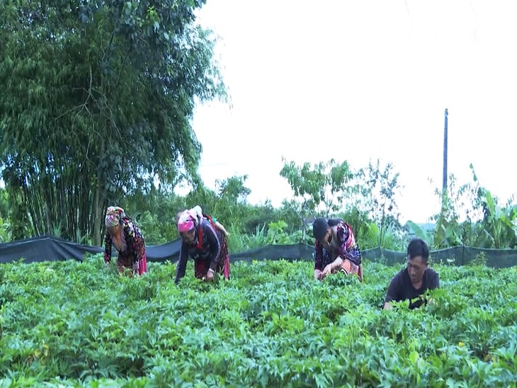 ການປູກຕົ້ນຢາສະຫມູນໄພສ້າງເປັນ “ສວນນຳມາເຊິ່ງຄວາມອີ່ມໜຳສຳລານ” ຢູ່ ເຂດພູສູງ ລາຍເຈົາ - ảnh 1