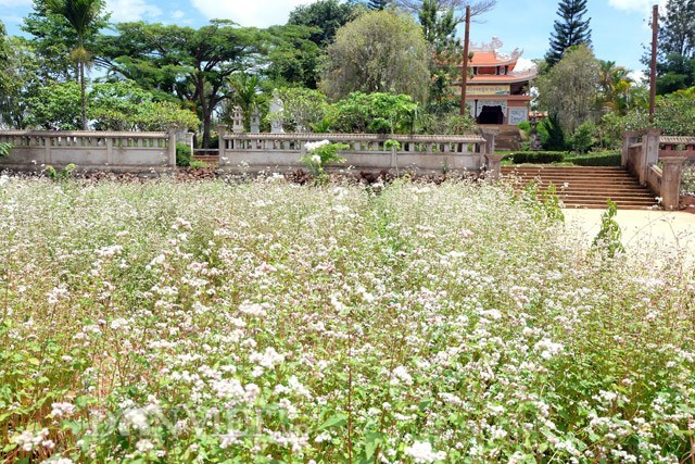 ດ່າລາດໄດ້ຮັບການເຊີດຊູແມ່ນໜຶ່ງໃນຈຳນວນ 10 ສະຖານທີ່ຮັບຊົມດອກໄມ້ແຖວໜ້າຂອງໂລກ - ảnh 6