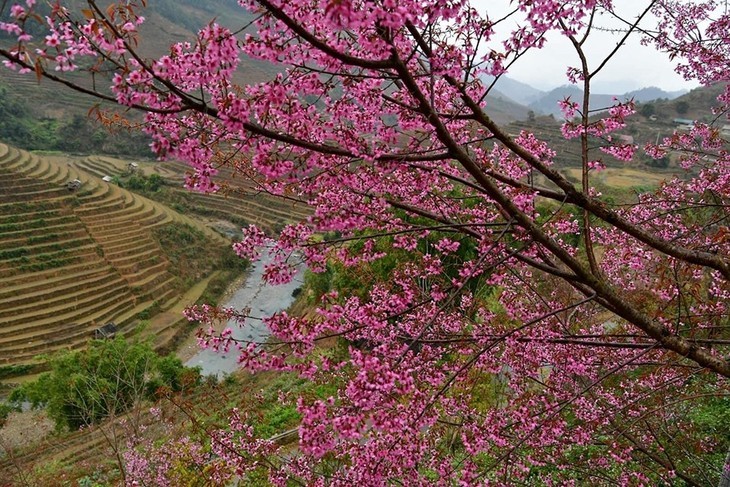 ດອກໝັ້ນນຳສີສັນລະດູບານໃໝ່ມາສູ່ເຂດພູຜາປ່າໄມ້ໝູ່ກັງຈາຍ - ảnh 10