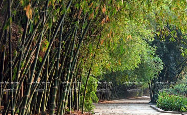 ໝູ່ບ້ານເຮັດເຄື່ອງຈັກສານອາຍຸຮ້ອຍປີຢູ່ນະຄອນໂຮ່ຈີມິນ - ảnh 1