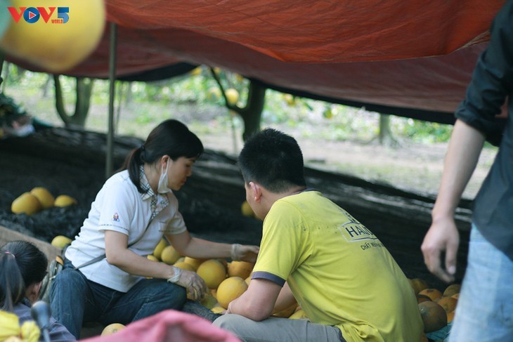 ສວນໝາກສົ້ມໂອ ຢ້ຽນ - ສະຖານທີ່ “Check-in” ທີ່ເປັນເອກະລັກໃນໂອກາດບຸນປີໃໝ່ປະຈຳຊາດ ຫວຽດນາມ - ảnh 11