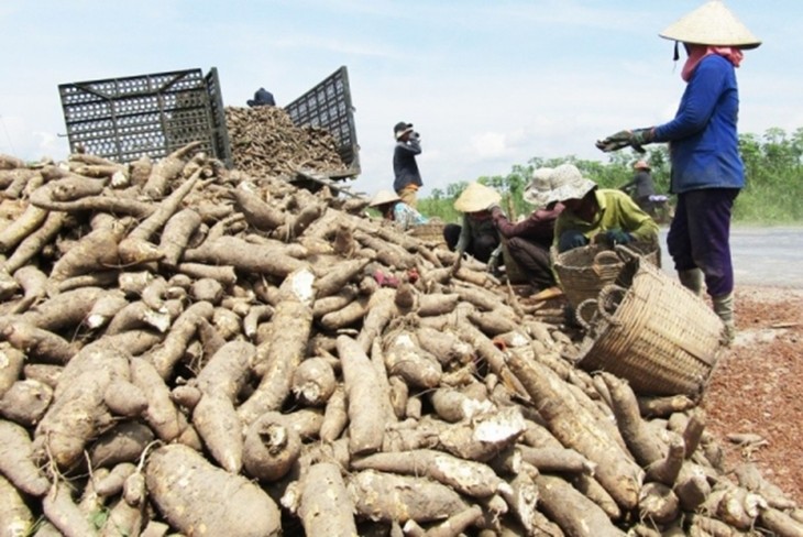 ການ​ສົ່ງ​ອອກ​ມັນ​ຕົ້ນ ຈະ​ບັນ​ລຸ 2 ຕື້ USD ໃນ​ປີ 2030 - ảnh 1