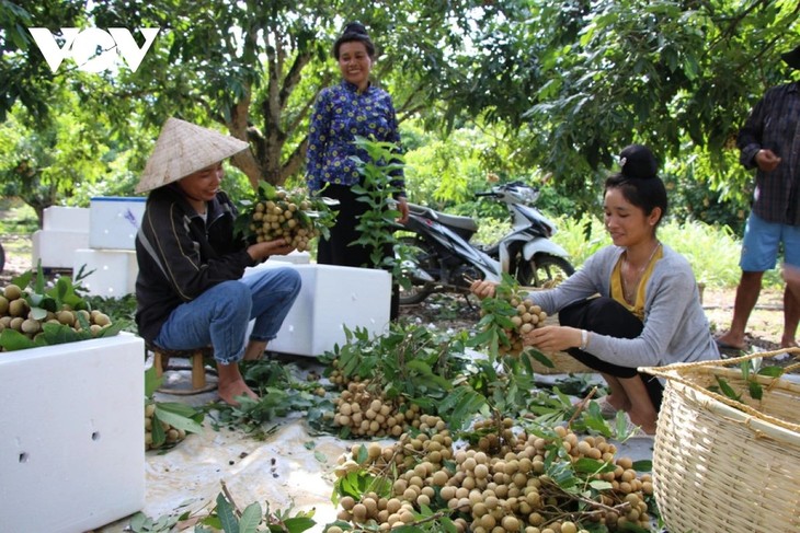 ເມືອງ ຊົງໝ໋າ (ເຊີນລາ) ລົບລ້າງຄວາມອຶດຫິວ ຈາກການປູກຕົ້ນໄມ້ກິນໝາກ - ảnh 1