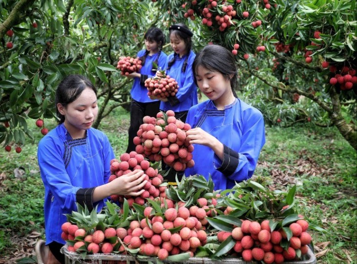 ແນະ​ນຳກ່ຽວ​ກັບ​ບັນ​ດາ​ຫາດ​ຊາຍ​ທະ​ເລ​ທີ່​ສວຍ​ງາມ​ຢູ່​ບັນ​ດາ​ແຂວງມີ​ຊາຍ​ແດນ​ຕິດ​ກັບ ລາວ - ảnh 1