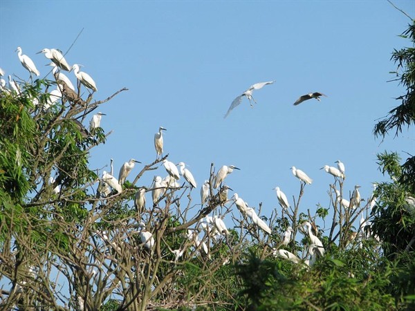 Isla de cigüeñas Chi Lang Nam: encanto atractivo del norte de Vietnam - ảnh 1