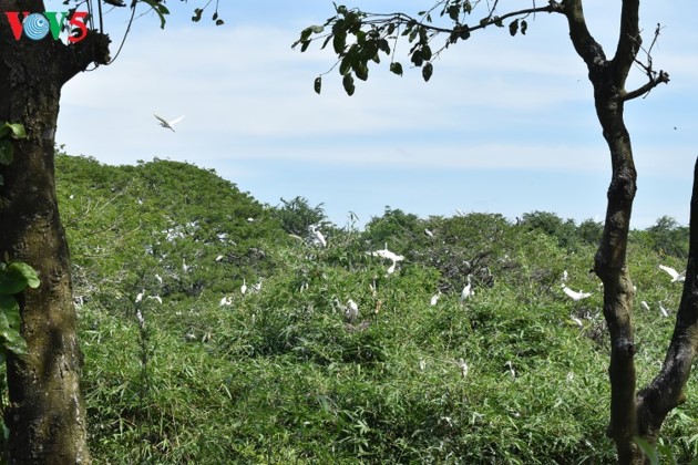 Parque de cigüeñas de Bang Lang ofrece especialidad turística del sur de Vietnam - ảnh 1