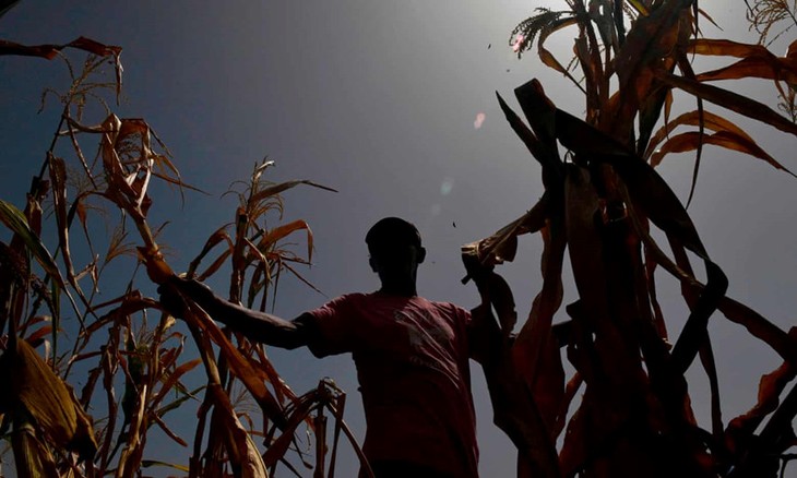 El cambio climático afecta a campesinos y pescadores de Guatemala - ảnh 1