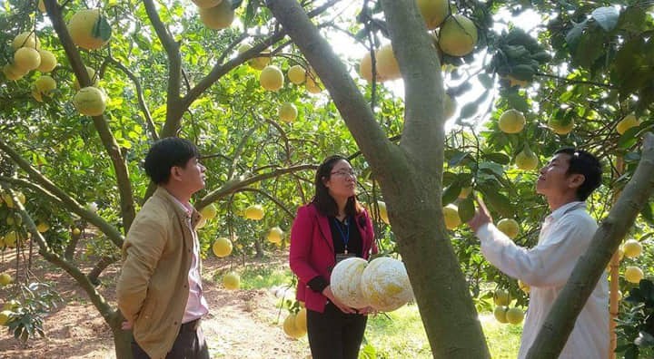 Nueva fisonomía en el campo vietnamita - ảnh 2