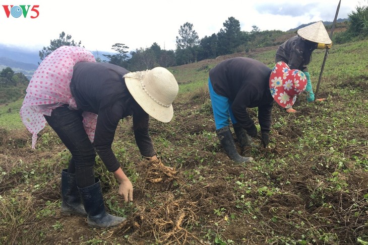 Prosperan étnicos Xo Dang merced a plantas medicinales - ảnh 2