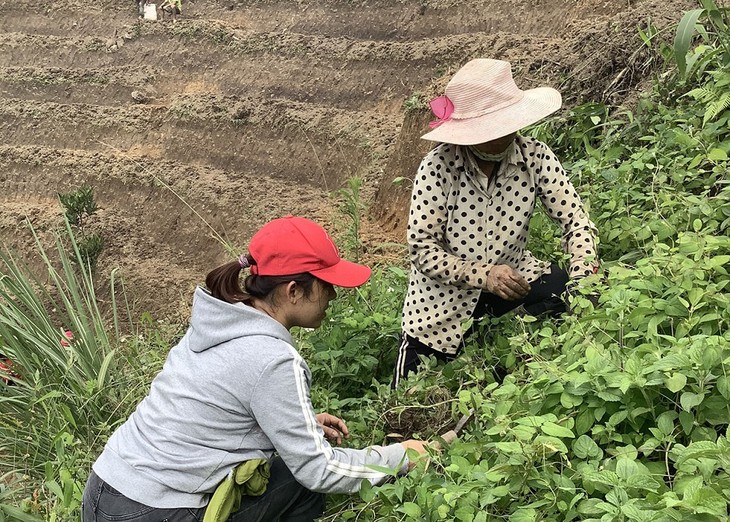 Ho Thi Kim Oanh contribuye a promover la marca de ginseng de Kon Tum - ảnh 2