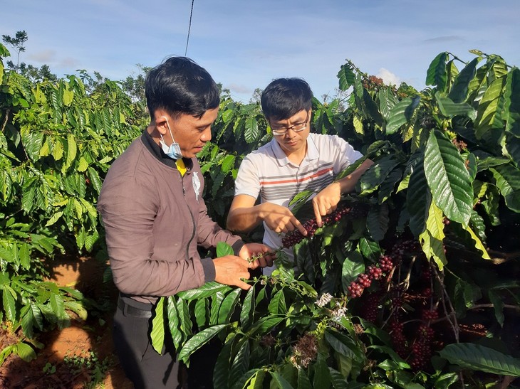 Pobladores de la etnia Bahnar se suman al nuevo modelo de producción de café  - ảnh 1