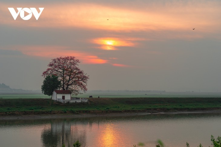 El árbol de algodón de seda roja a la orilla del río Thuong, fuente de inspiración de artistas - ảnh 7