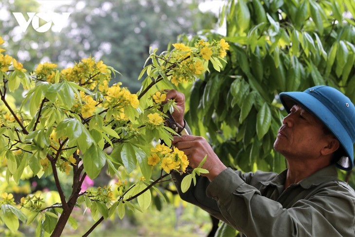 La montaña sagrada de Yen Tu, en plena floración de albaricoqueros  - ảnh 4