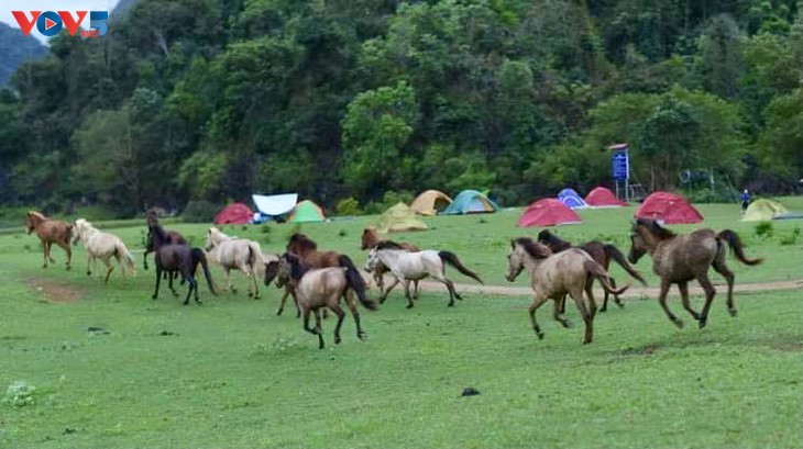 Estepa de Dong Lam: un destino ideal para hacer pícnic - ảnh 10