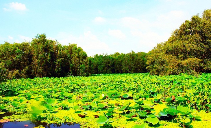 El bosque de cajeput de Tra Su - ảnh 4