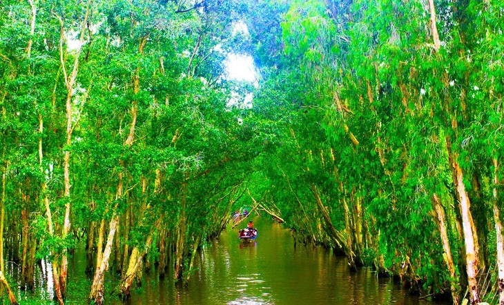 El bosque de cajeput de Tra Su - ảnh 6