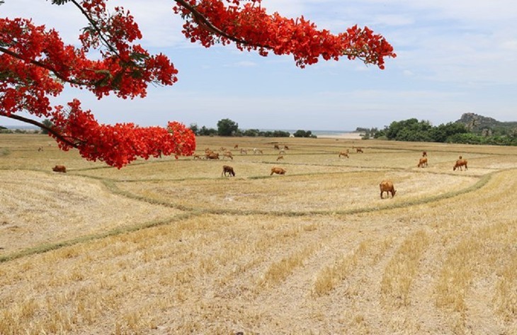 Nuevas reservas de biosfera de Vietnam reconocidas en el mundo - ảnh 9