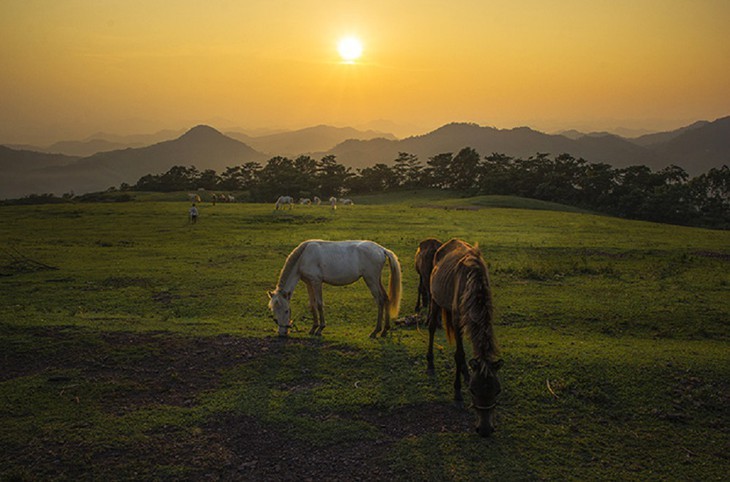 Caballos blancos en la colina de Khau Sao  - ảnh 12