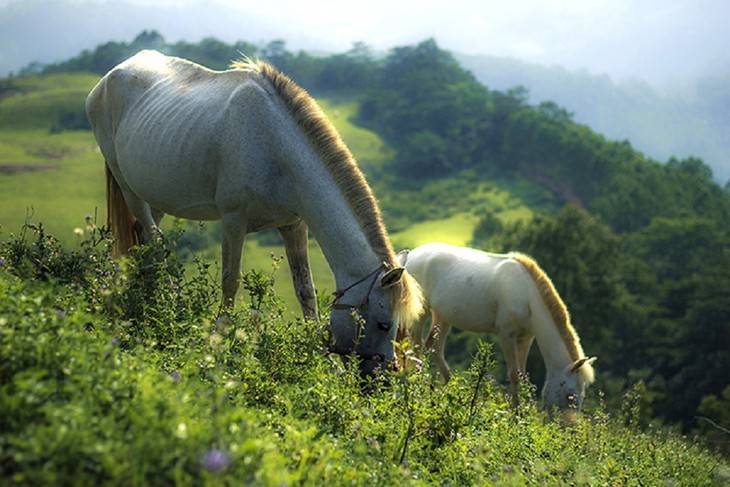 Caballos blancos en la colina de Khau Sao  - ảnh 4