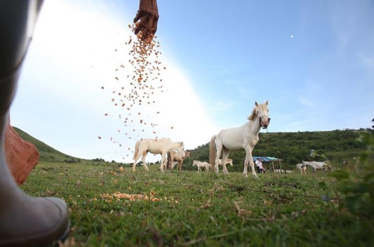 Caballos blancos en la colina de Khau Sao  - ảnh 8