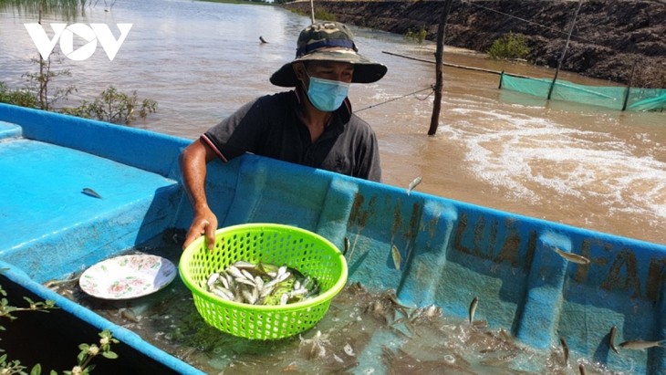 Agricultores de Dong Thap optan por la rotación de cultivos - ảnh 1