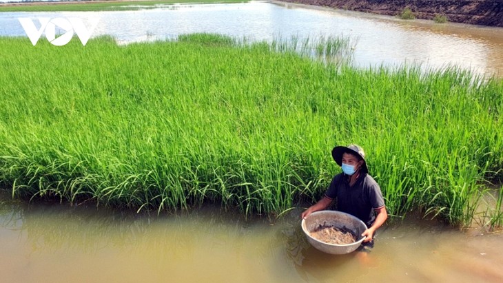 Agricultores de Dong Thap optan por la rotación de cultivos - ảnh 2