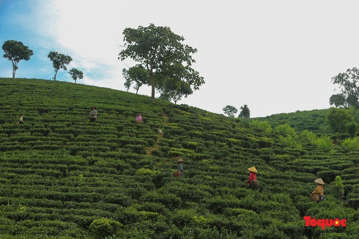 Phu Tho: el encanto de las colinas de Long Coc - ảnh 10