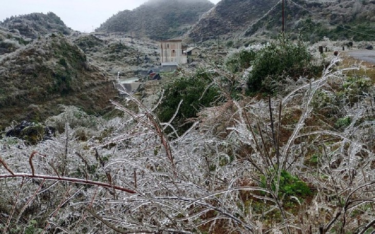 Heladas en la región montañosa del norte de Vietnam - ảnh 11