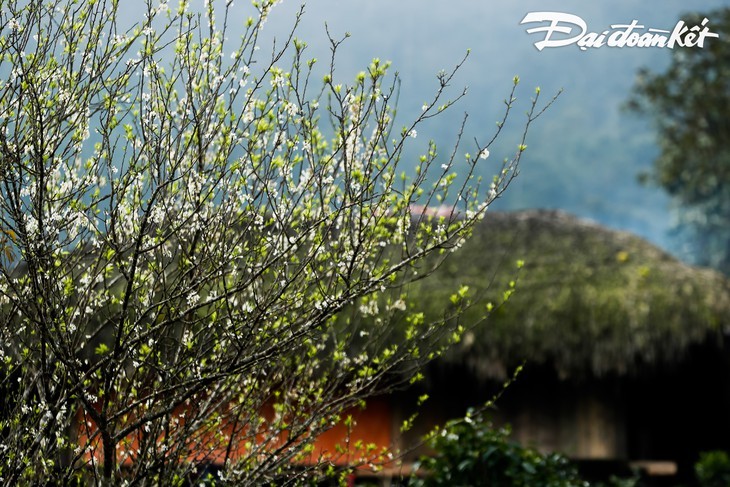 Belleza de la aldea Ta Phin en la provincia de Ha Giang - ảnh 15