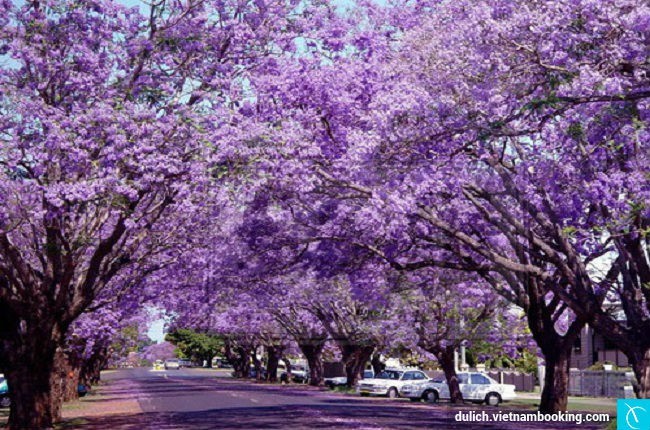 Da Lat entre los mejores destinos florales del mundo - ảnh 8