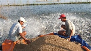 ベトナムの農産物の価値の向上 - ảnh 3