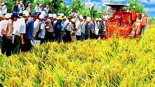 ベトナムの農産物の価値の向上 - ảnh 1