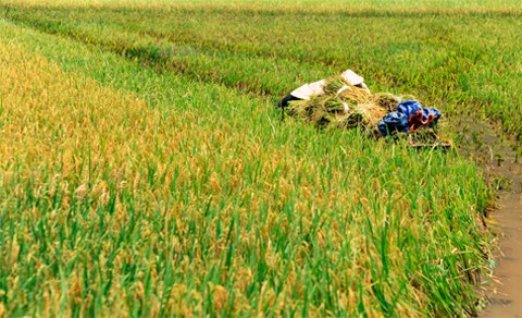 農作業と稲穂にまつわる歌 - ảnh 1