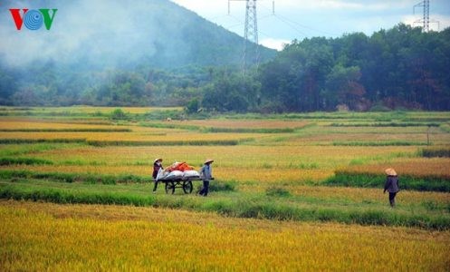 我が故郷の収穫期 - ảnh 15