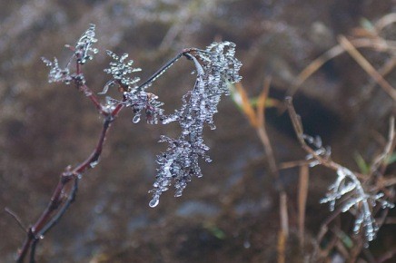 サパの雪 - ảnh 6