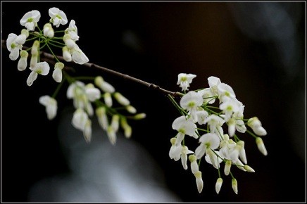 ハノイの槐の花 - ảnh 6