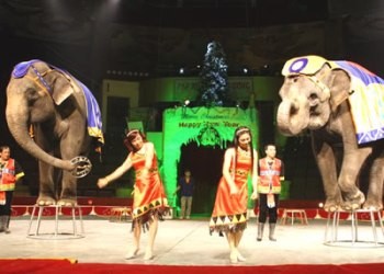 ベトナムサーカス、世界サーカスデー対応 - ảnh 1