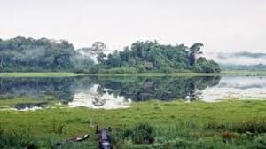 初の森フェスティバル開催 - ảnh 1