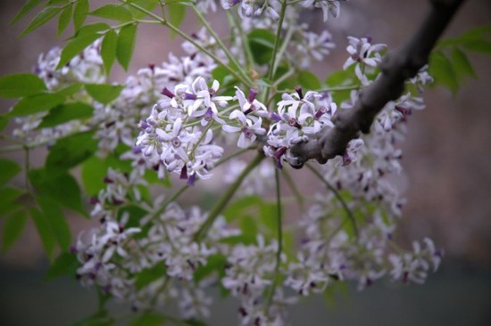 春の花にちなんだ歌 - ảnh 1