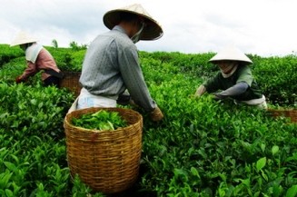 ベトナム、お茶生産増加 - ảnh 1