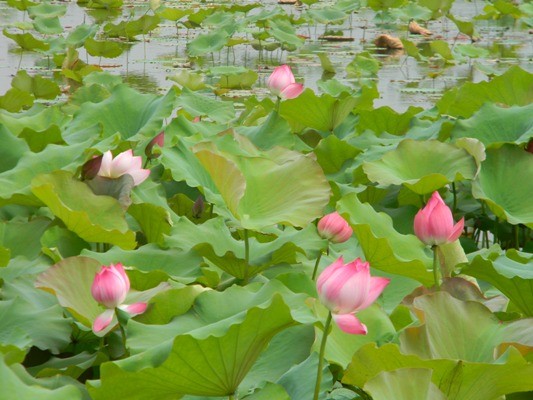 夏の花をテーマにした歌 - ảnh 1
