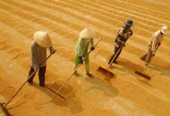 メコンデルタのコメ産業に関するシンポ - ảnh 1