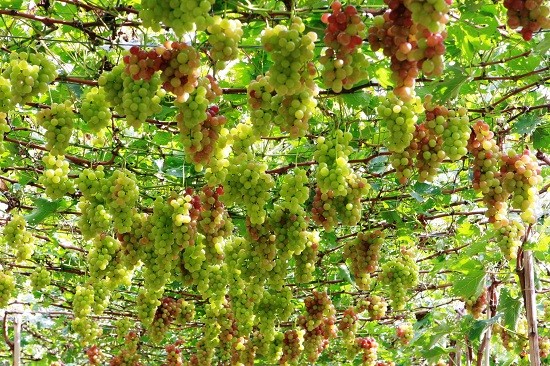 ぶどうとワインを味わう国際祭り - ảnh 1