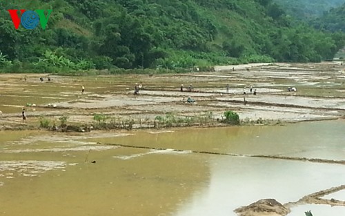 各地、台風被害を克服 - ảnh 1