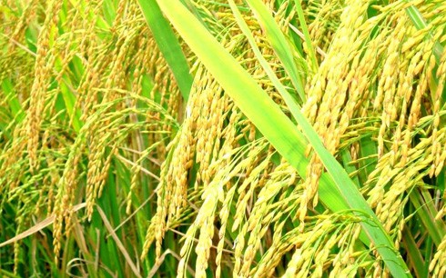 ASEAN+3、農業協力を強化 - ảnh 1